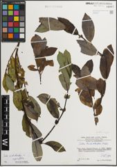 Foto von Salix mielichhoferi Saut. x Salix myrsinifolia Salisb.